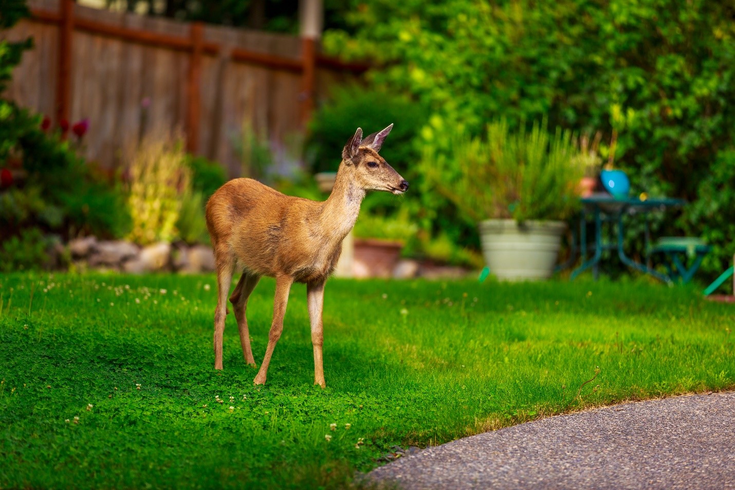 A deer in a backyard.