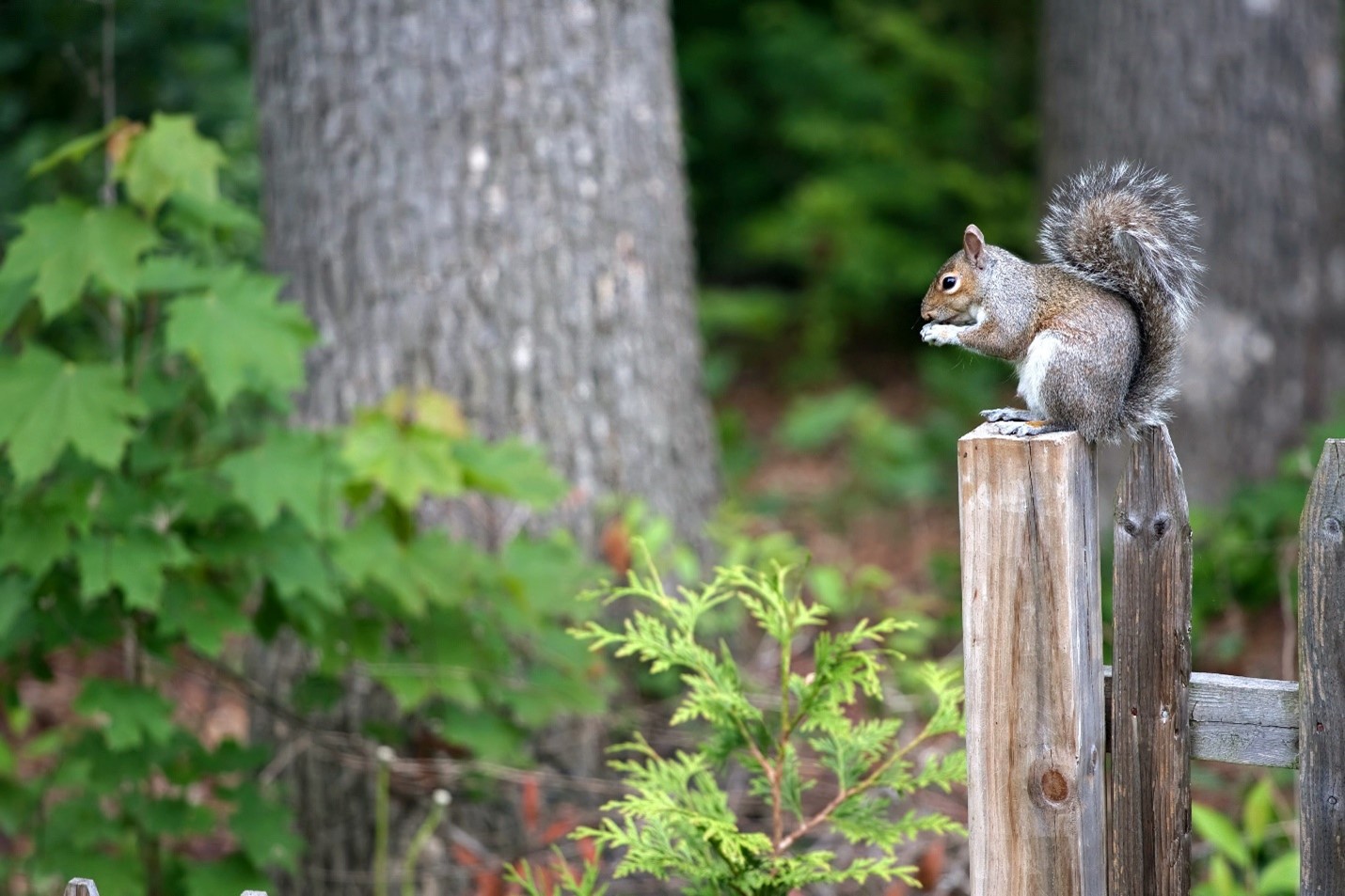 A squirrel on a fence post.