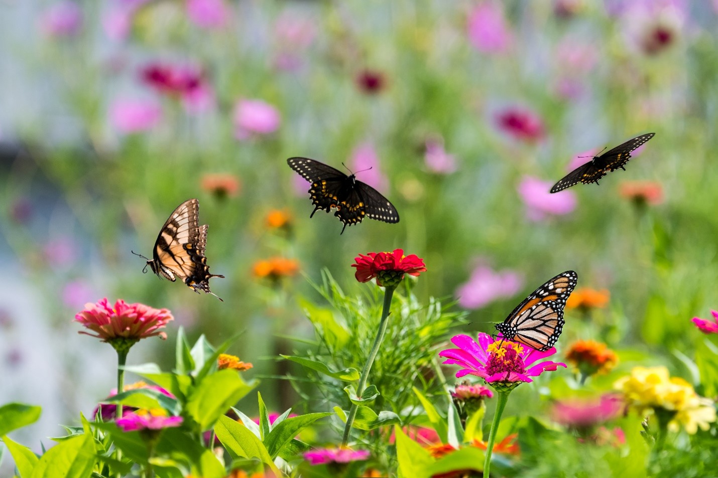 Butterflies enjoying a butterfly garden.