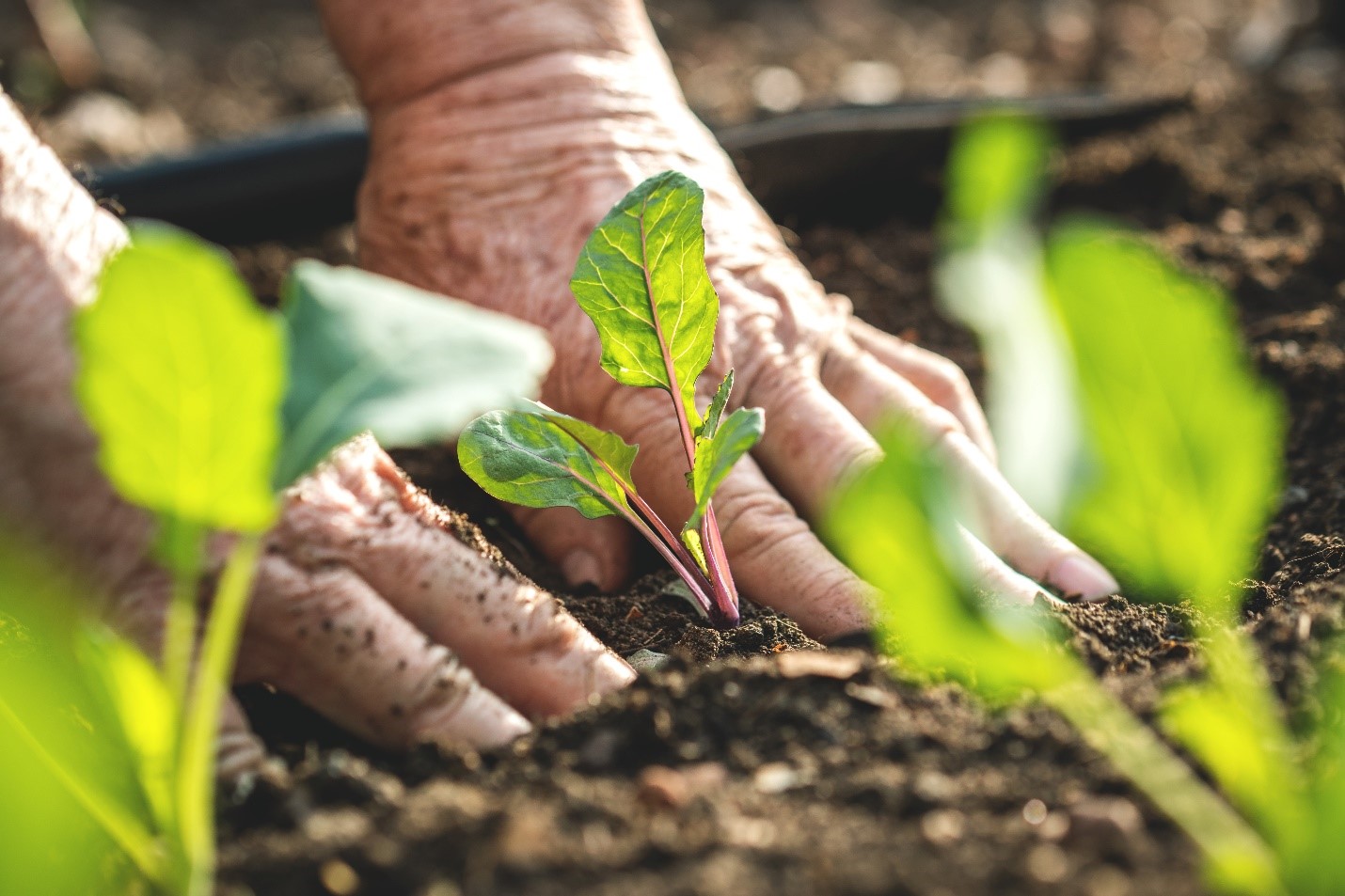 An older person's hands in close detail planting some lettuce.
