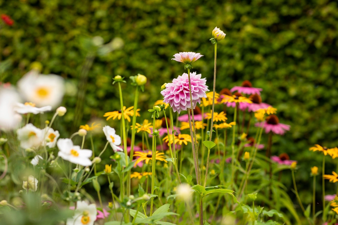A lush garden of wild and native flowers.